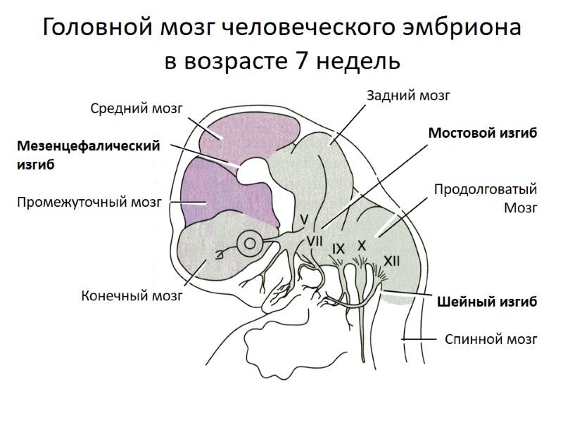 Головной мозг человеческого эмбриона в возрасте 7 недель Средний мозг  Мезенцефалический изгиб 